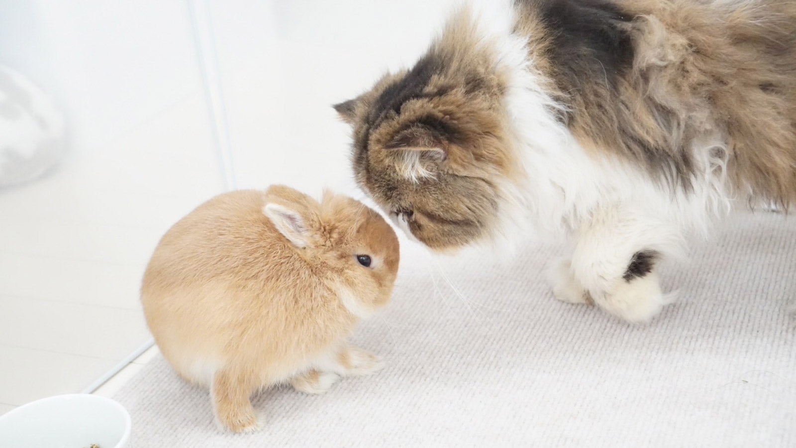 がんも♡ぽてと