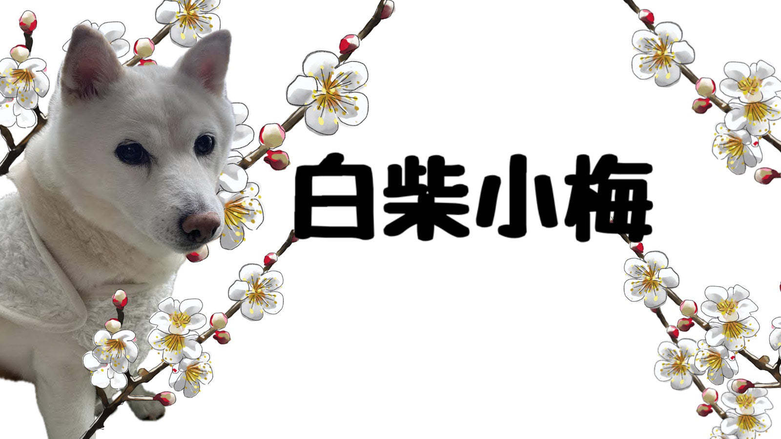 白柴小梅