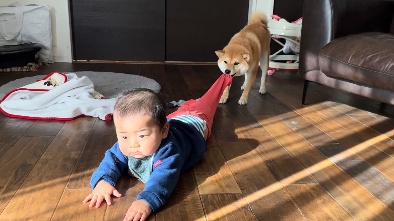 柴犬おいもと坊っちゃん