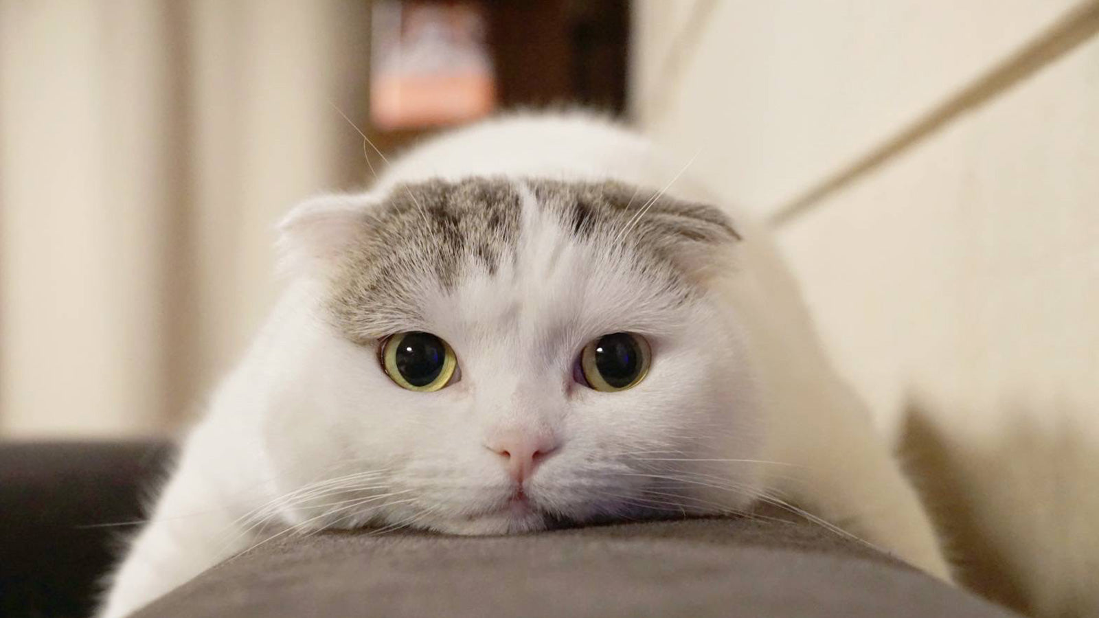 ojarin