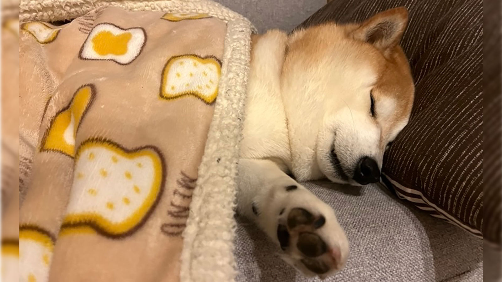 柴犬ぱんちゃん