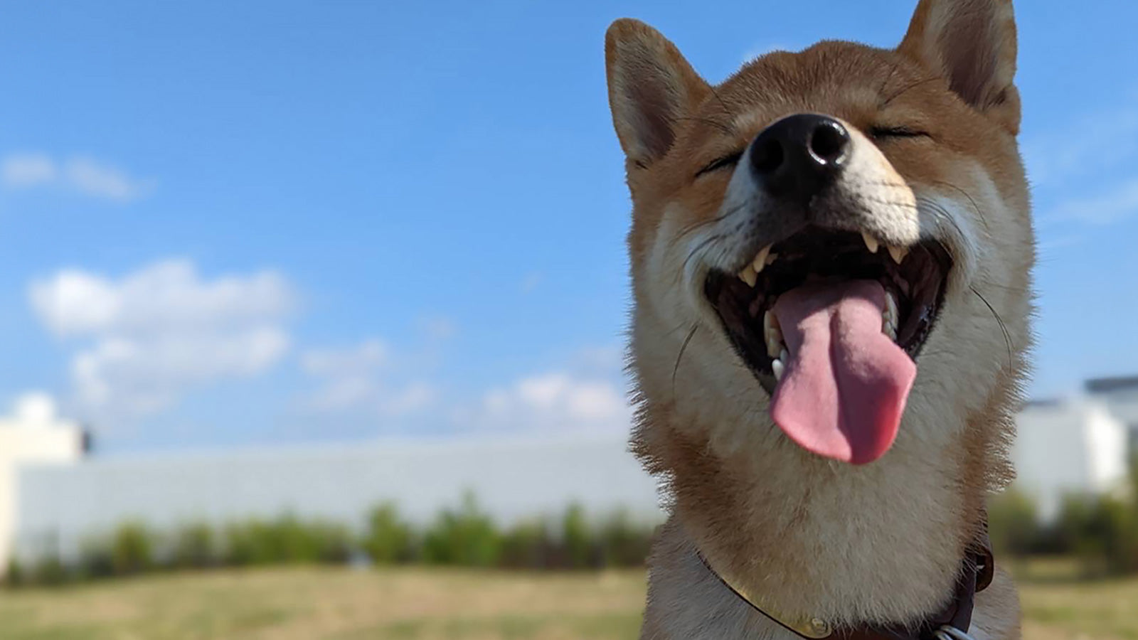 柴犬とん