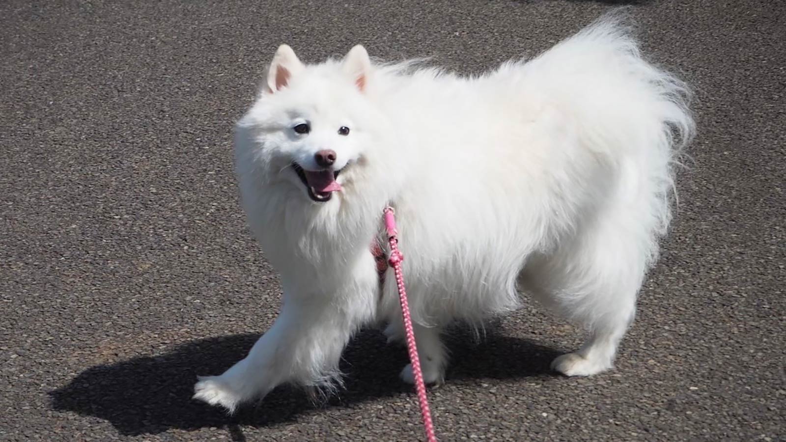 ゆき