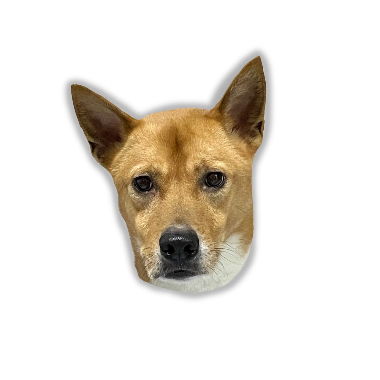 明智ステッカー