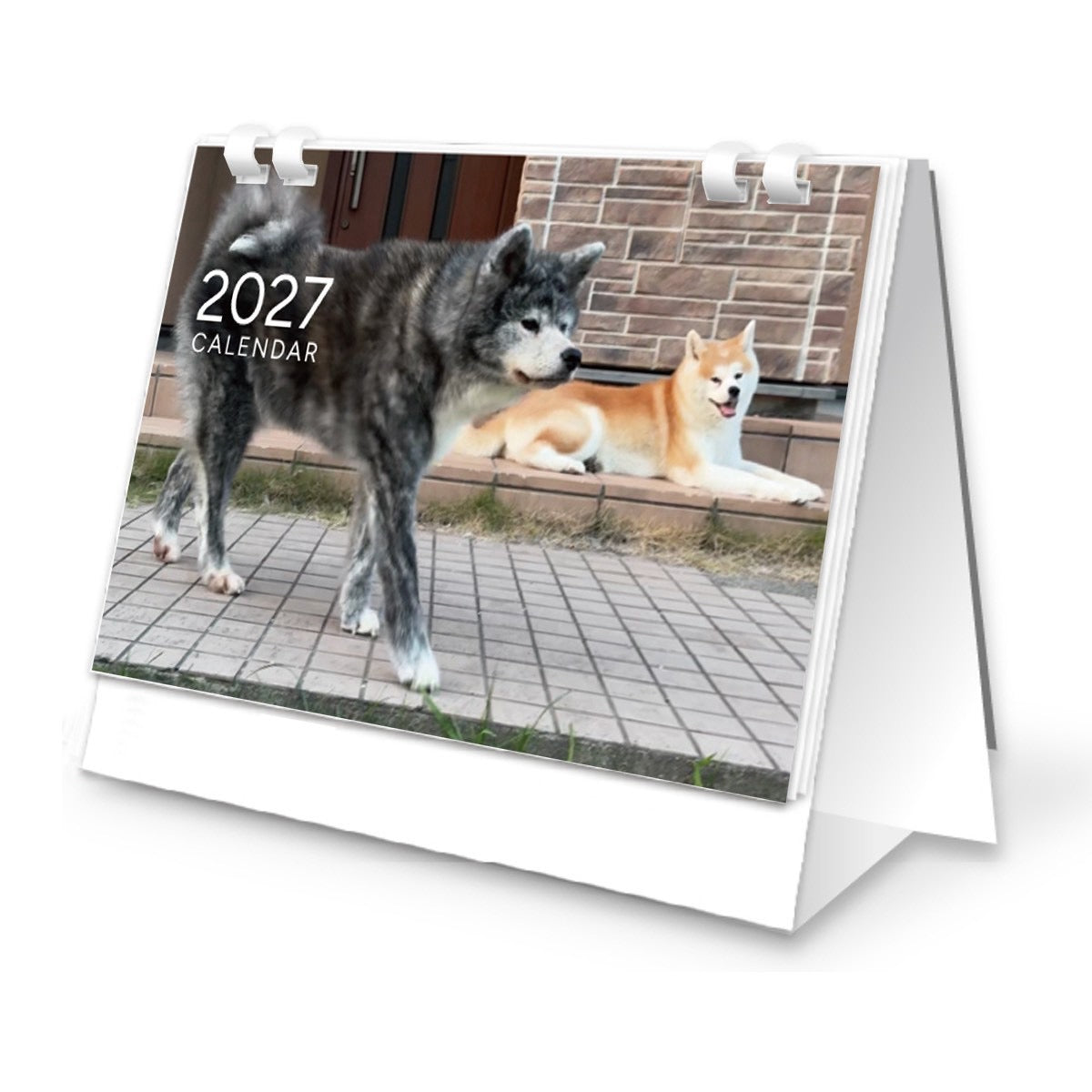 秋田犬ぱたこ&こむぎ2027 卓上カレンダー