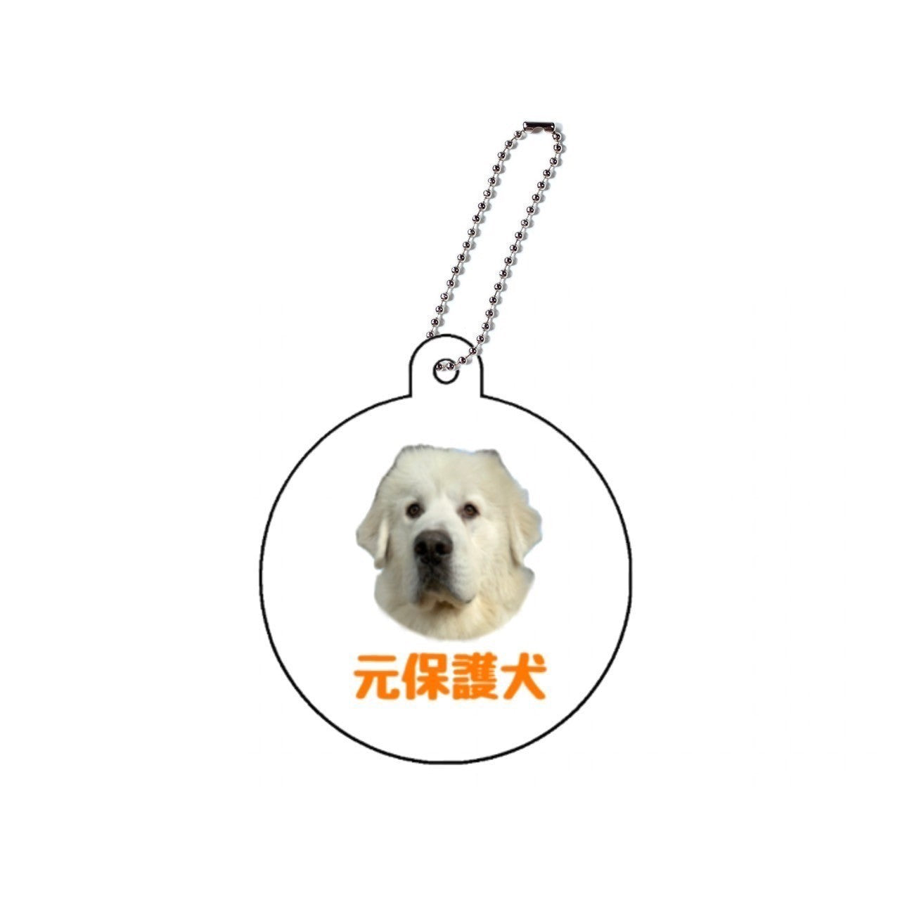 元保護犬アクキー