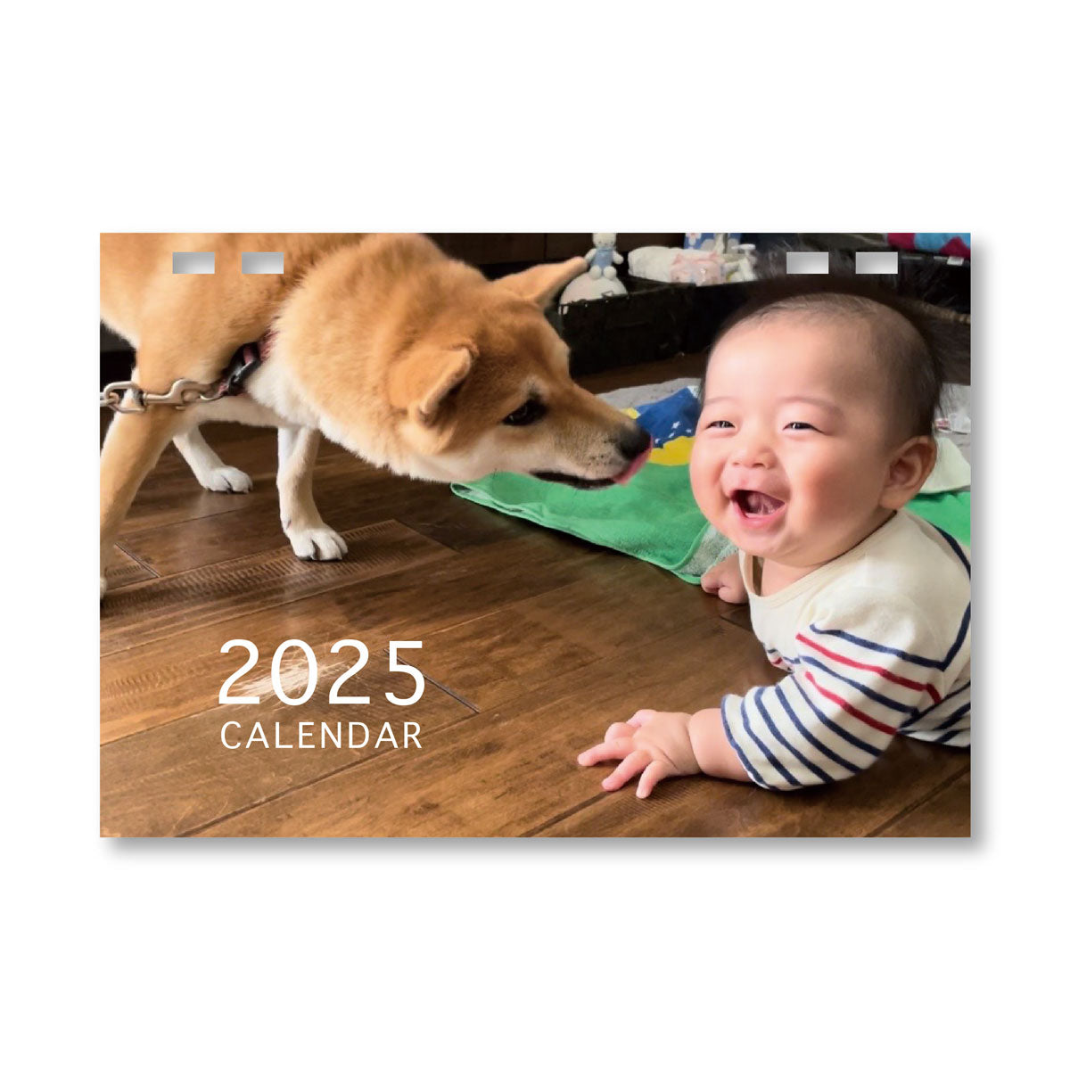 柴犬おいもと坊っちゃん 卓上カレンダー