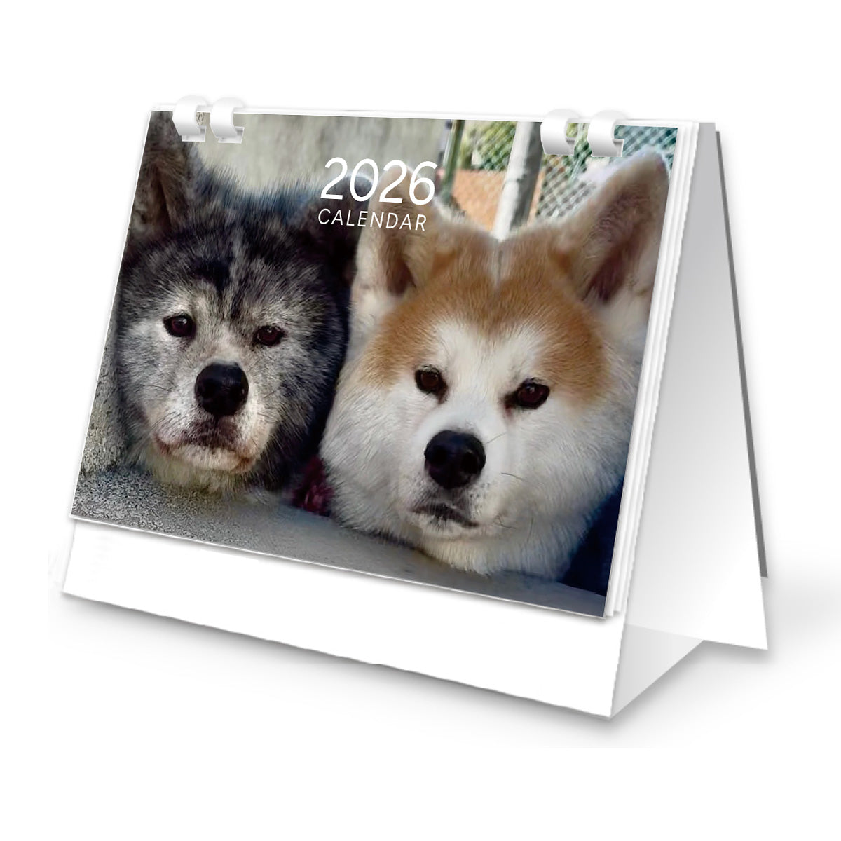 秋田犬ぱたこ&こむぎ2026 卓上カレンダー