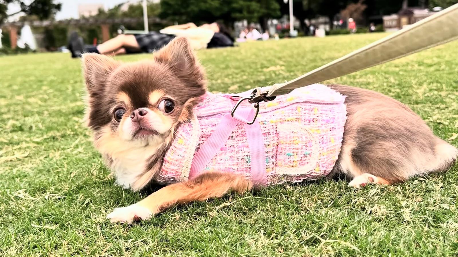 イザベラチワワ のえる