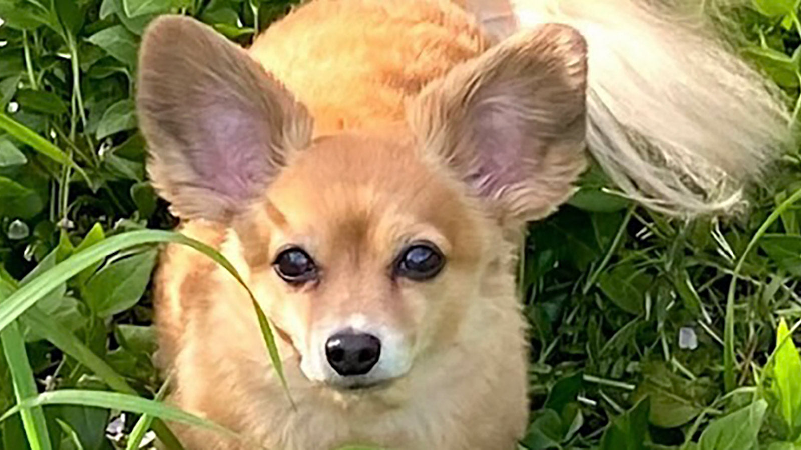 きつねいぬたろう