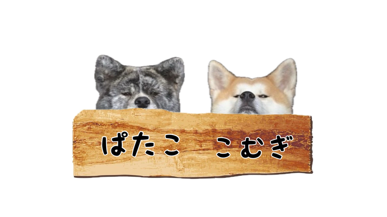 秋田犬ぱたこ