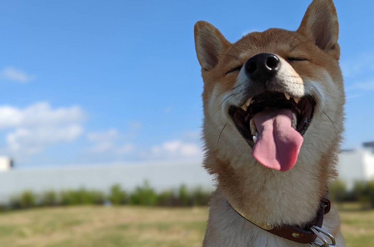 柴犬とん