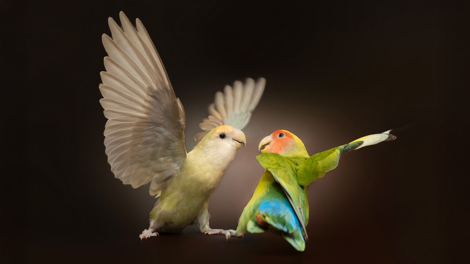 コザクラのすいかとれたす