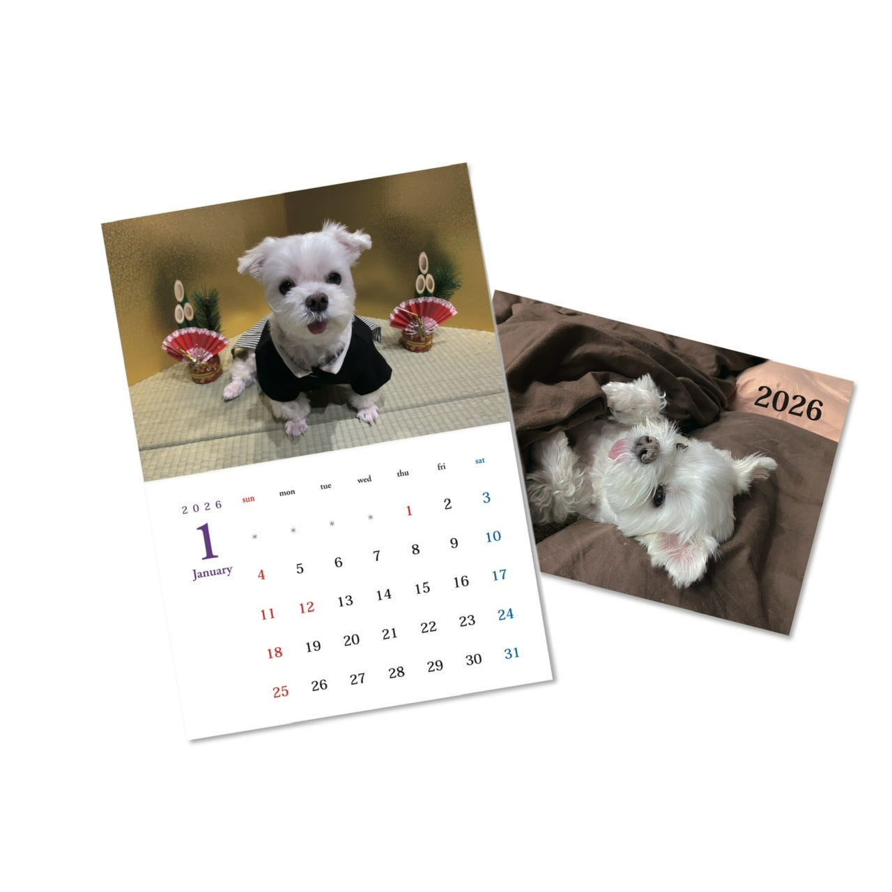 マルチーズのナナ – GoodsFy