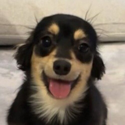 アザラシ犬【チワックス】うみくん