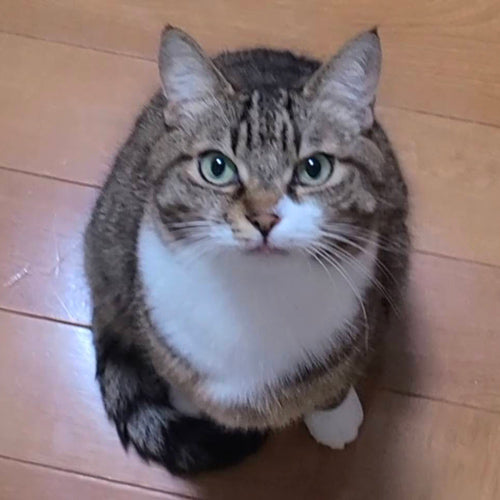 ちゃちゃママ