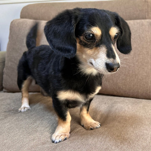 保護犬ちわっくす 大福