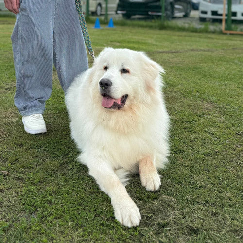 グラ家