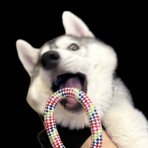 シベリアンハスキーのスノウ