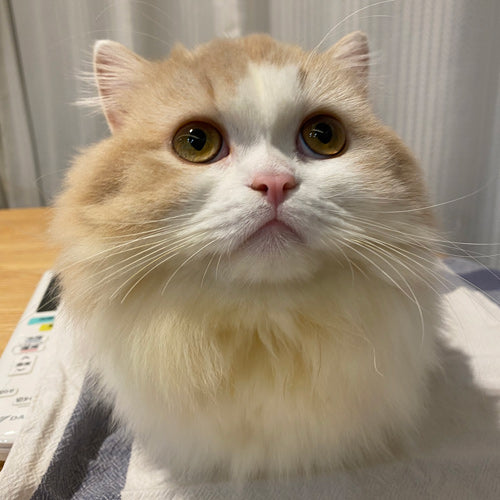 きなこ