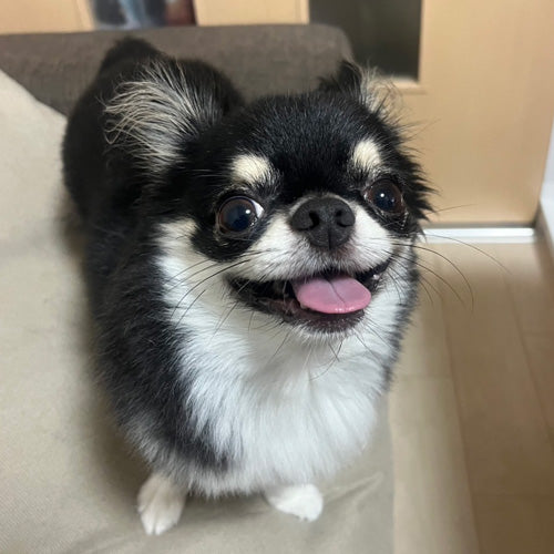 こんぶ