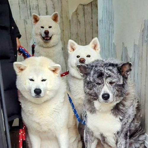 秋田犬こゆき