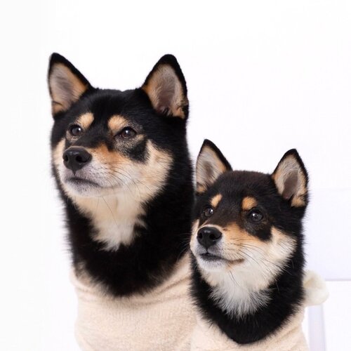 豆柴犬でん＆アル