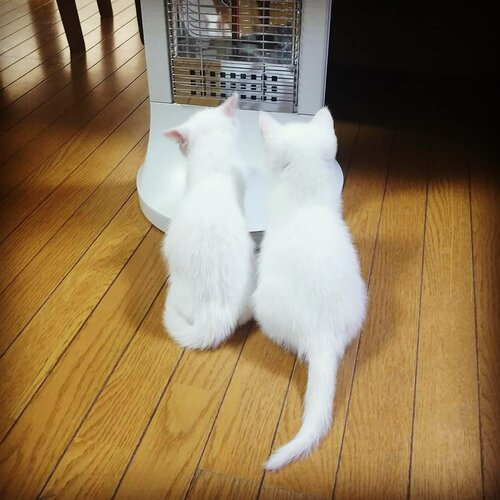 Mikineeeeee-ow