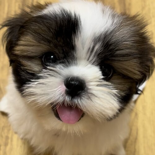 みたらし