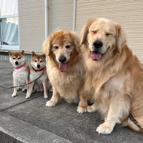 ムックパパ