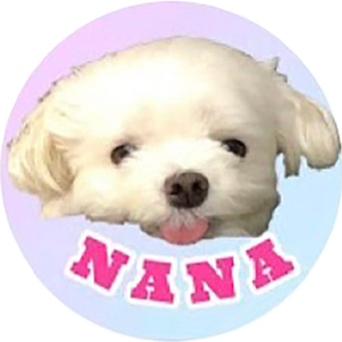 マルチーズのナナ