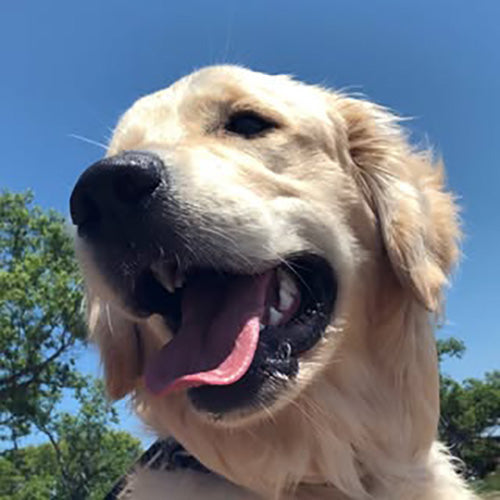 大型犬と平凡な暮らし