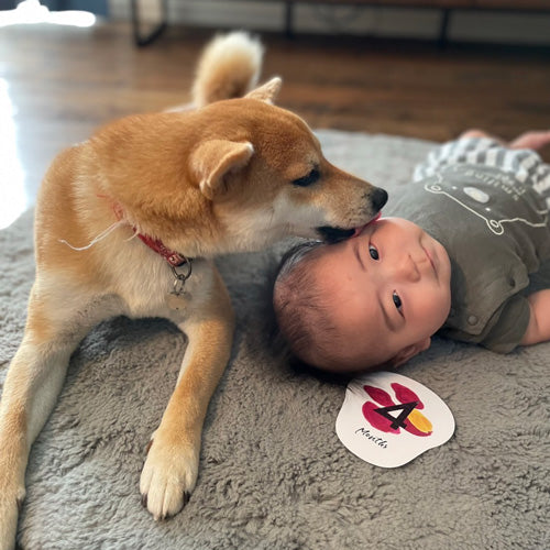 柴犬おいもと坊っちゃん