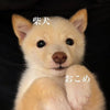 おこめ