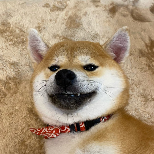 おてんばむぎ