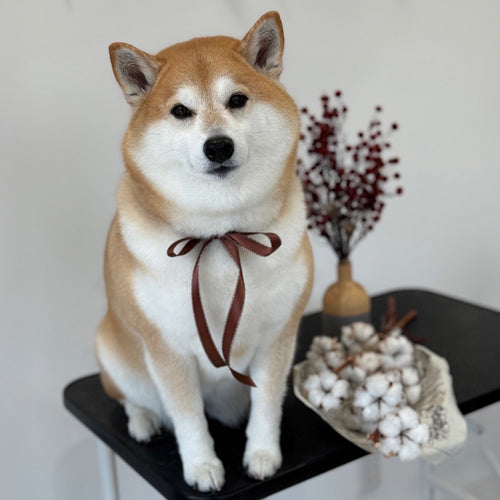 柴犬ぱんちゃん