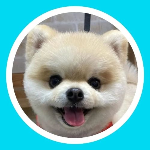ポメラニアンのマメすけ