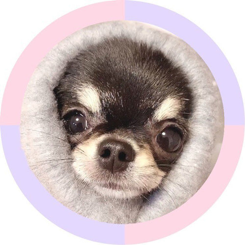 ぽぽたん