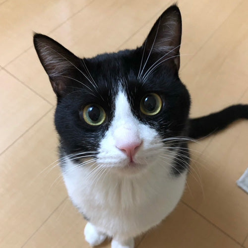 はちわれねこのろろ