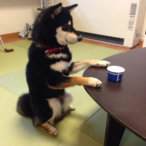 柴犬大河