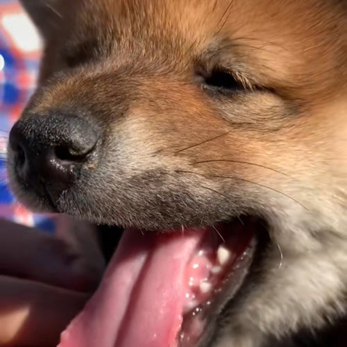 柴犬とん