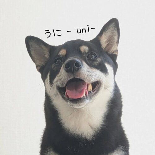 柴犬うに