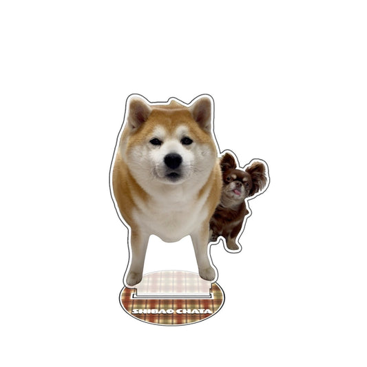 shibao chata アクスタ