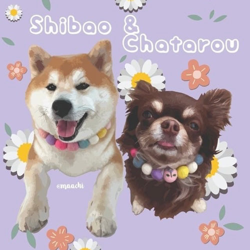 shibao chatarou