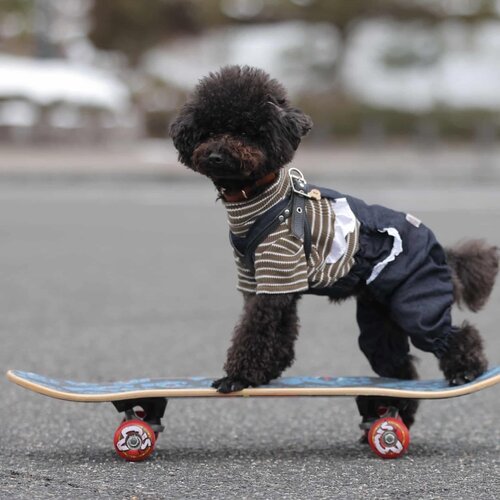 広島のスケボー犬モコ