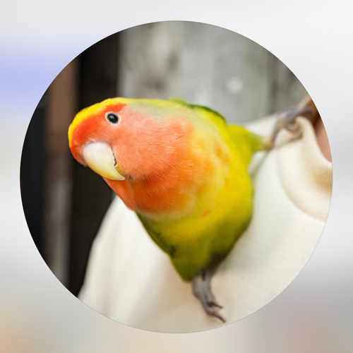 コザクラのすいかとれたす