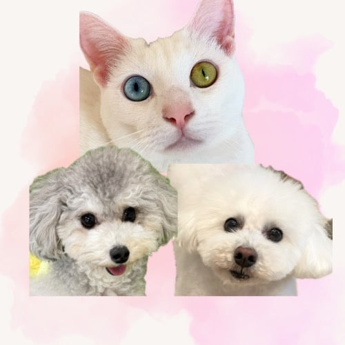 てまり らふ ビスコ
