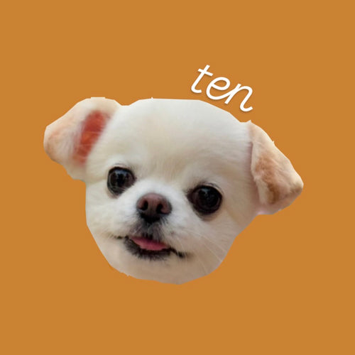チワワのてんちゃん・たるちゃん