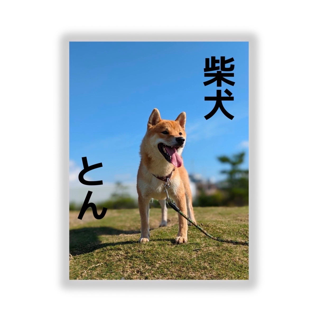 柴犬とんステッカーA