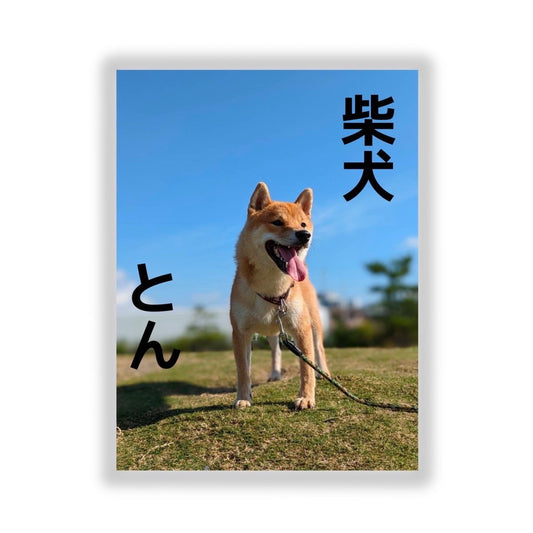 柴犬とんステッカーA